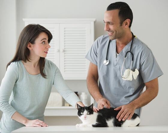 Health Care For Your Cat