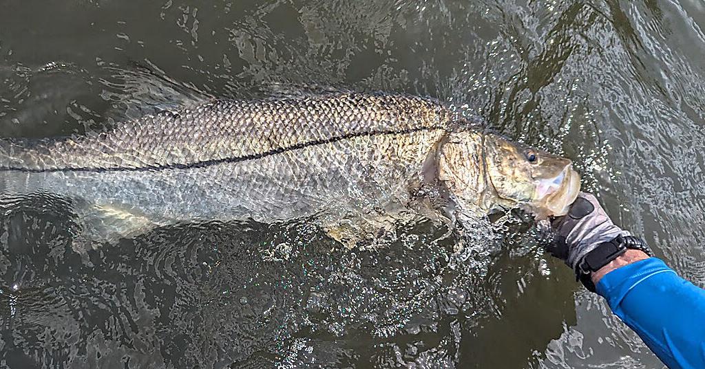Snook harvest season open Sept. 1