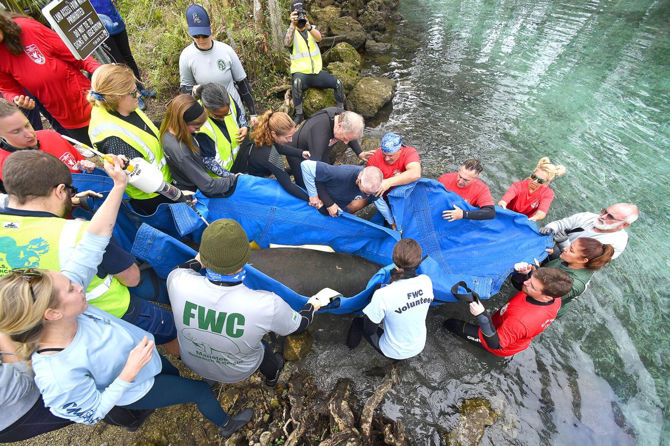 Manatees returned to the wild | Local News | chronicleonline.com