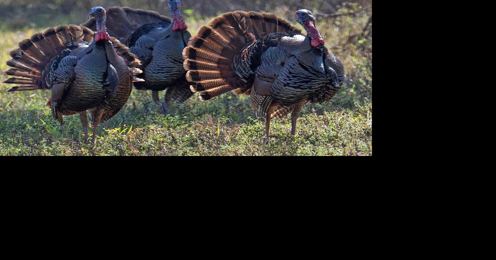 Spring turkey season to open in Florida | Local News | chronicleonline.com