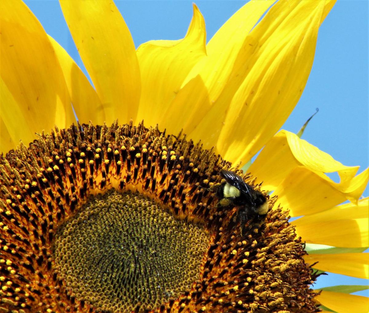 Sunflowers Big Beautiful And Useful Real Estate Chronicleonline Com