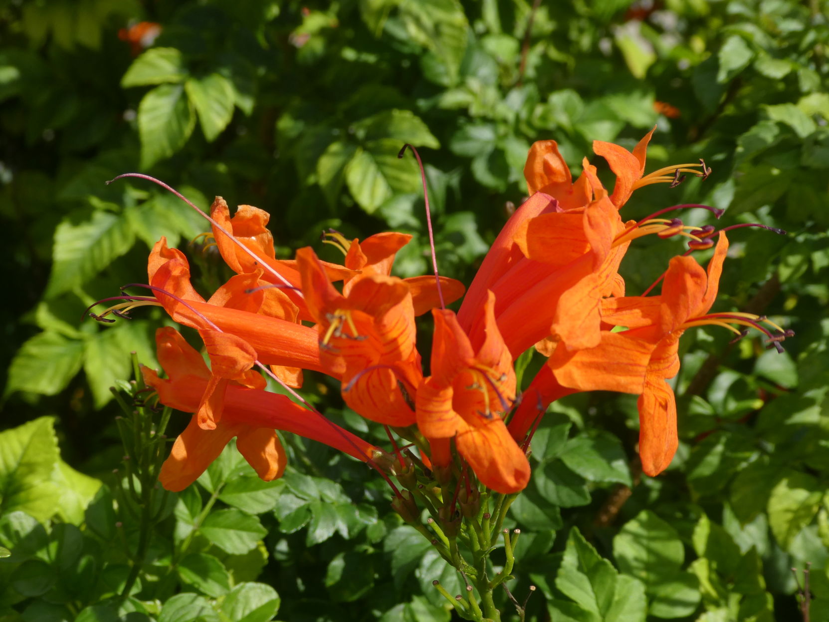 Is cape honeysuckle cheap poisonous to dogs