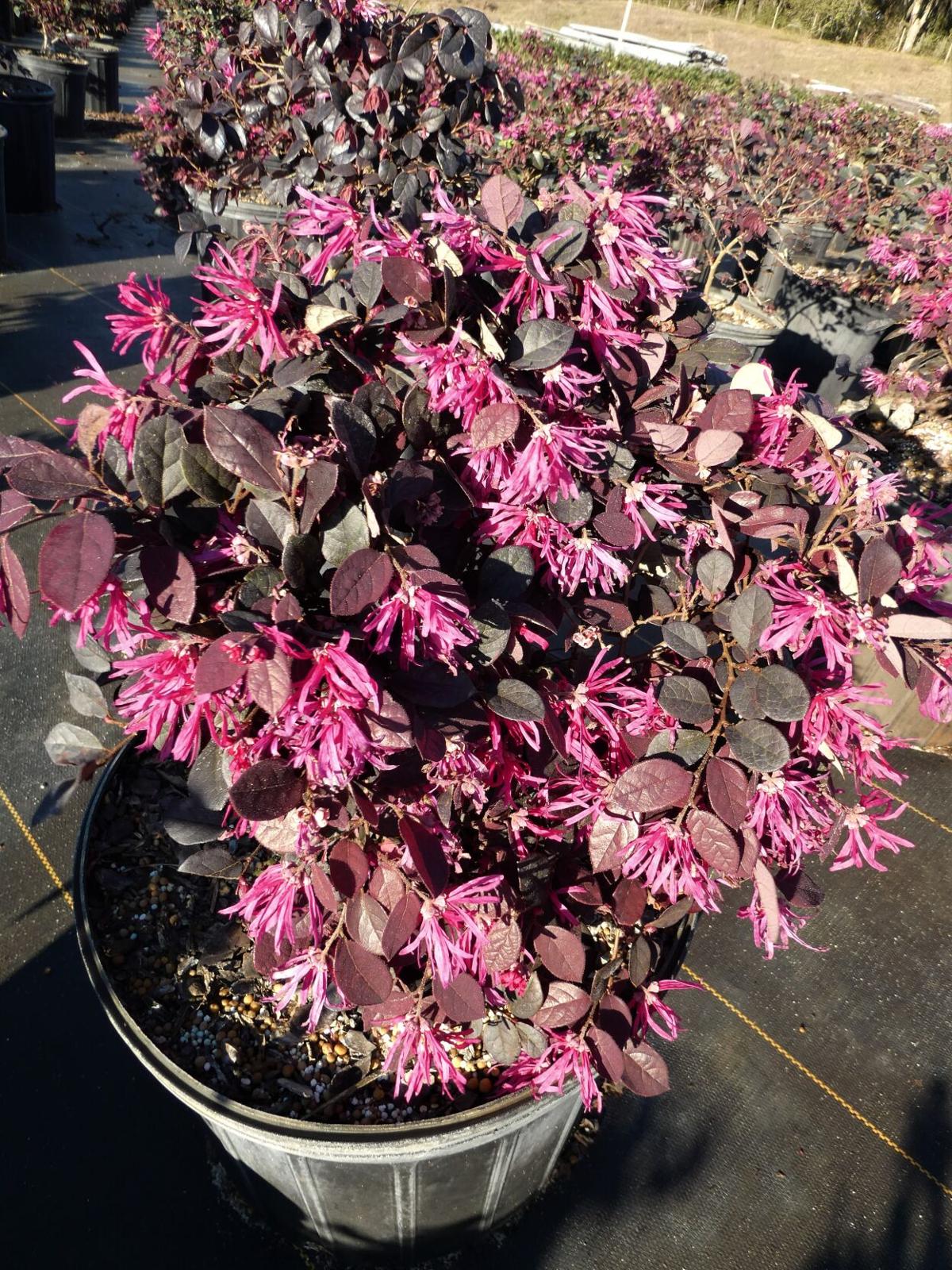 raised garden outdoor living today grand garden chalet on Loropetalum Spring Flowering Shrubs Home And Outdoor Living Chronicleonline Com