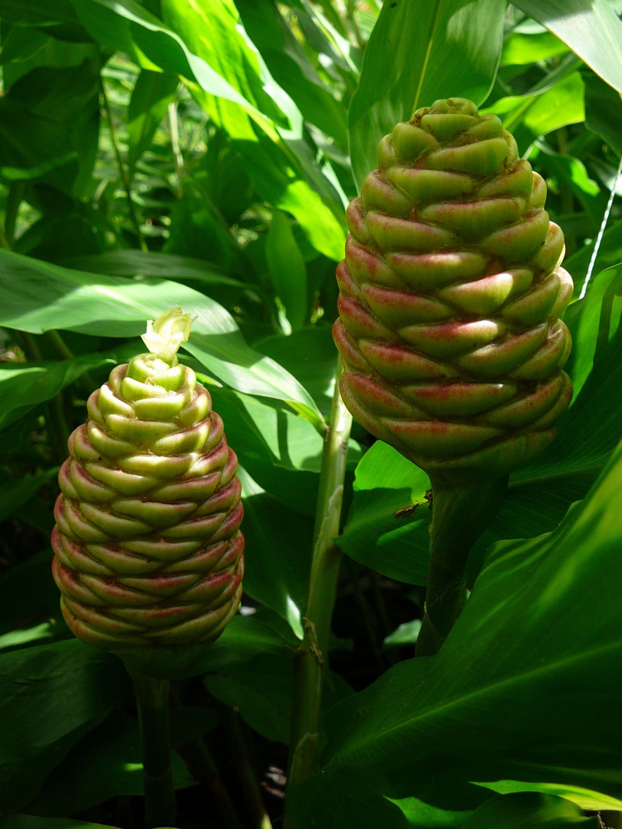 Pinecone Ginger Edible Medicinal And Pretty Too Real Estate   5c5d04bc99f08.image 