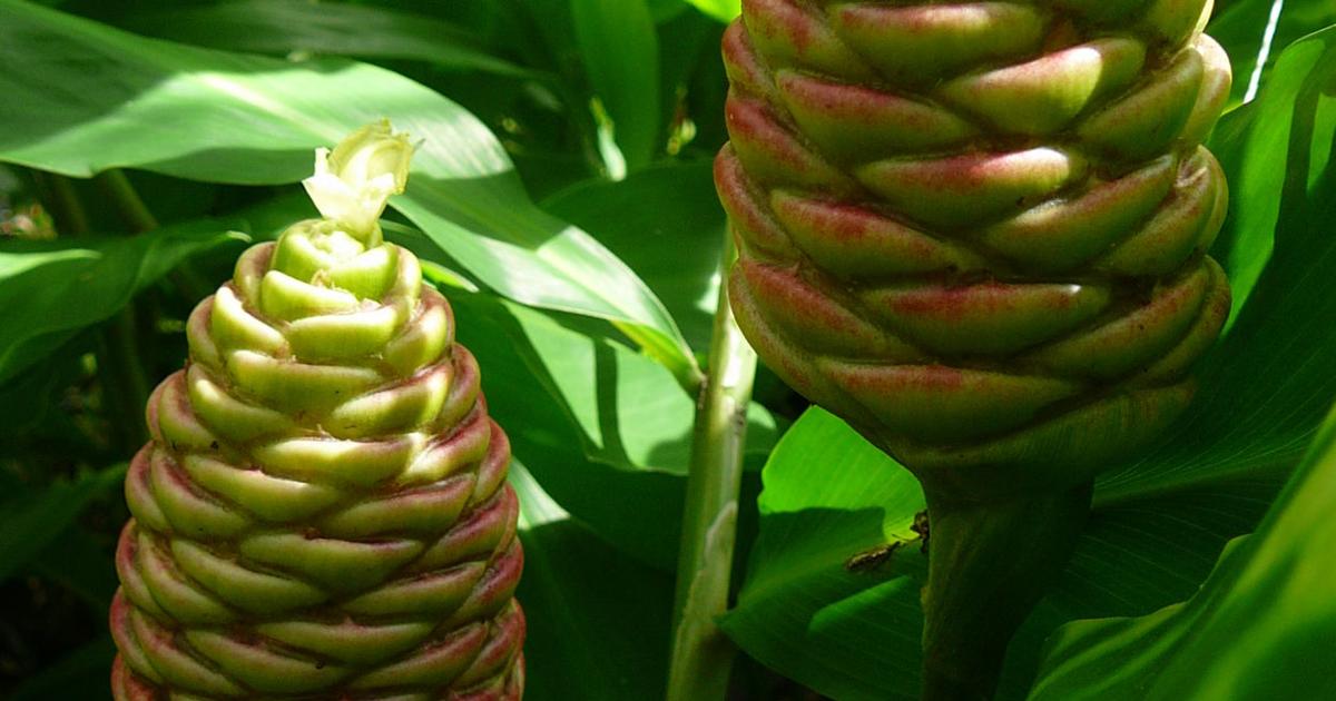 Pinecone Ginger Edible Medicinal And Pretty Too Real Estate Chronicleonline Com Pinecone Ginger Edible Medicinal And Pretty Too Real Estate Chronicleonline Com