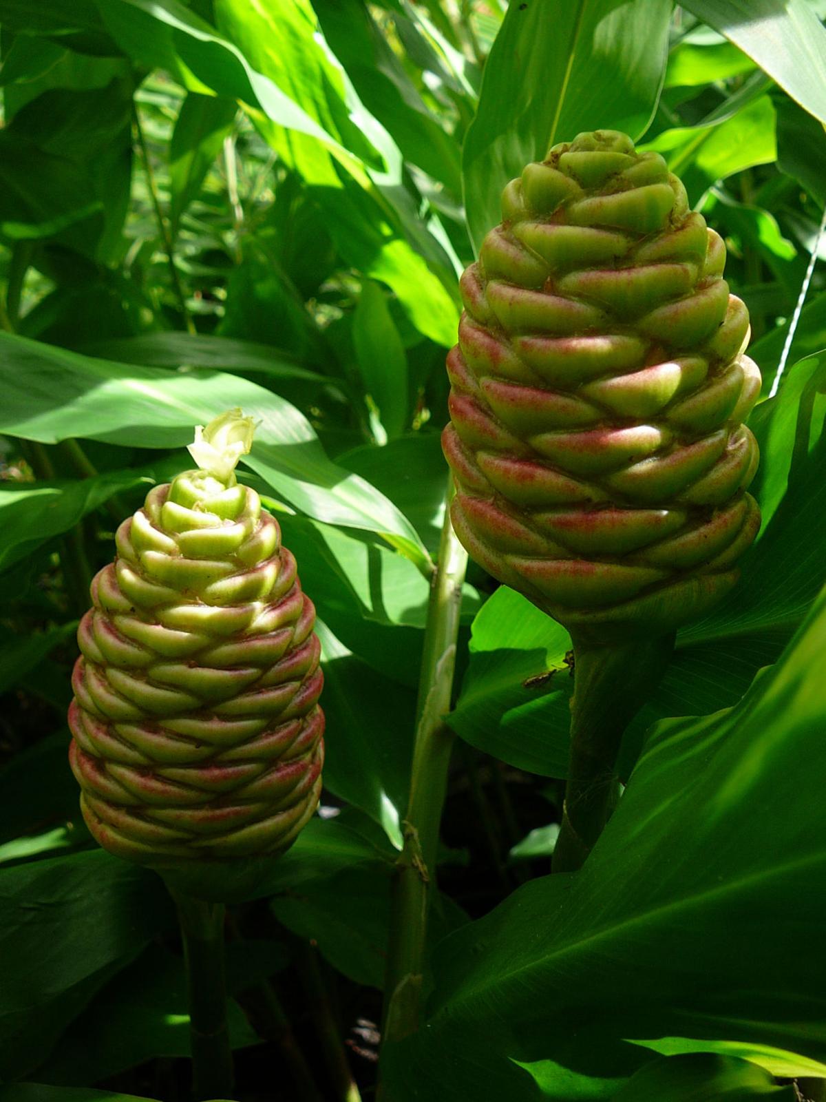 Pinecone Ginger Edible Medicinal And Pretty Too Real Estate Chronicleonline Com