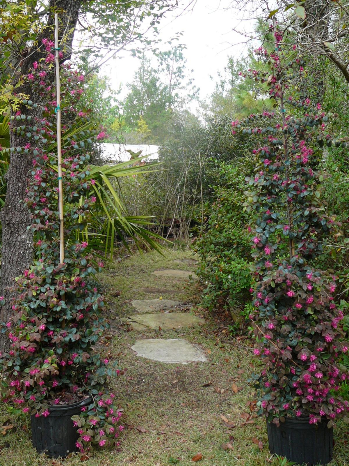 Loropetalum Spring Flowering Shrubs Home And Outdoor Living Chronicleonline Com