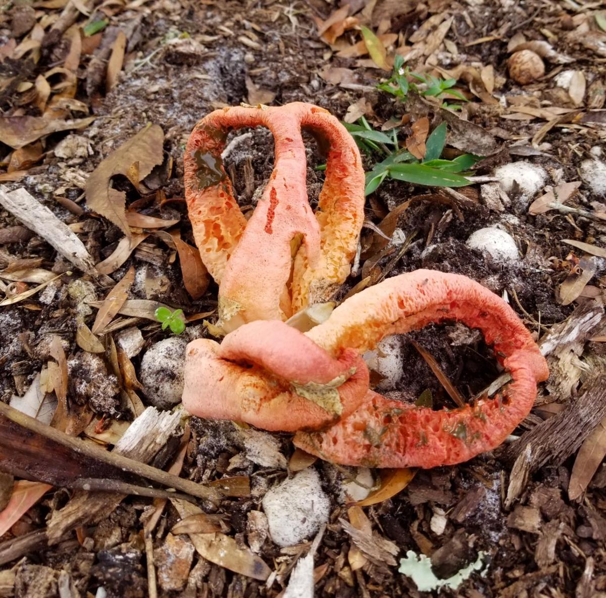 ‘Tis the season for stinkhorns Real Estate