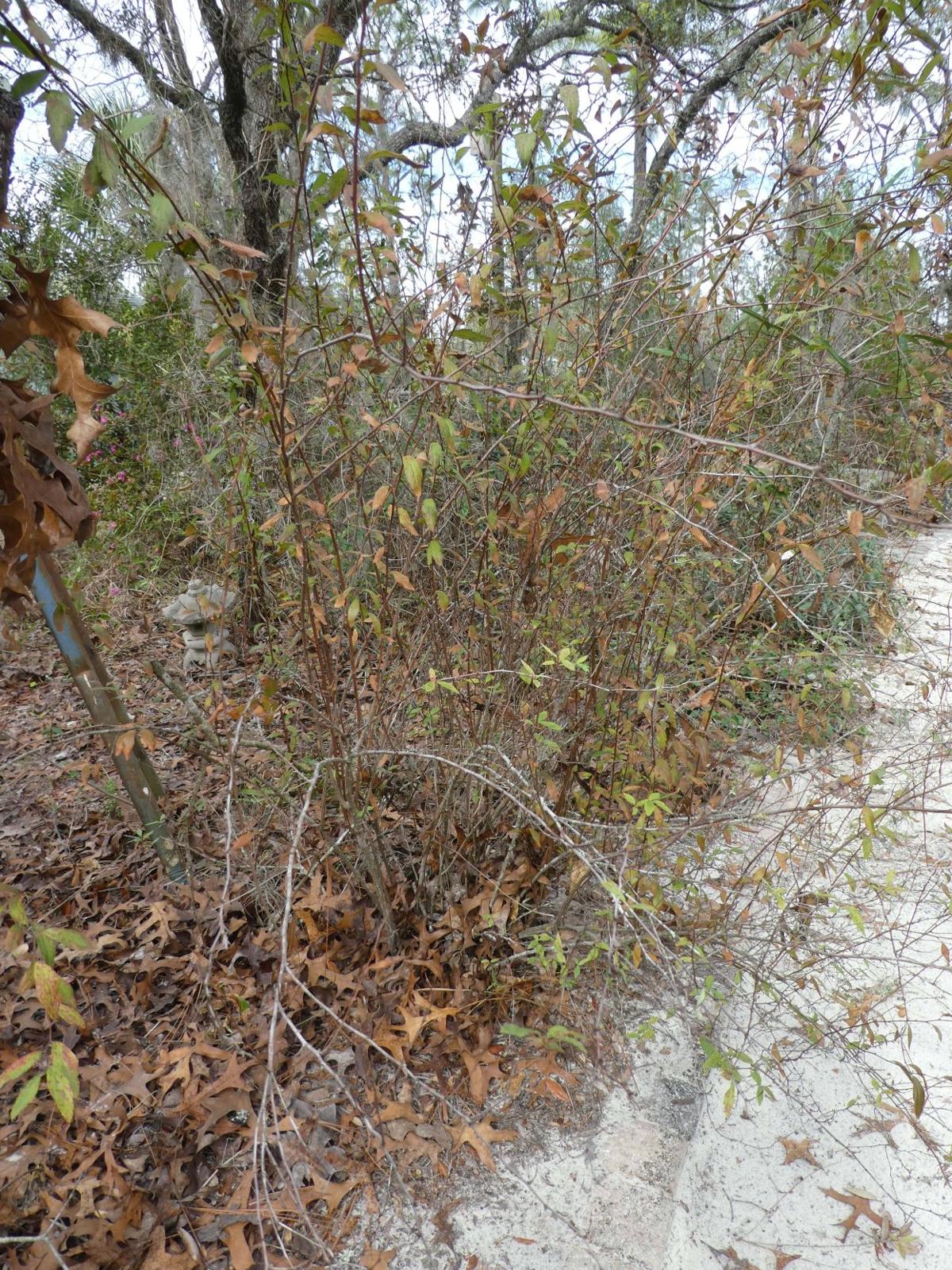 Pruning After Freeze Damage Real Estate Chronicleonline Com