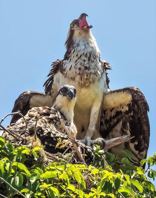 Osprey overwatch