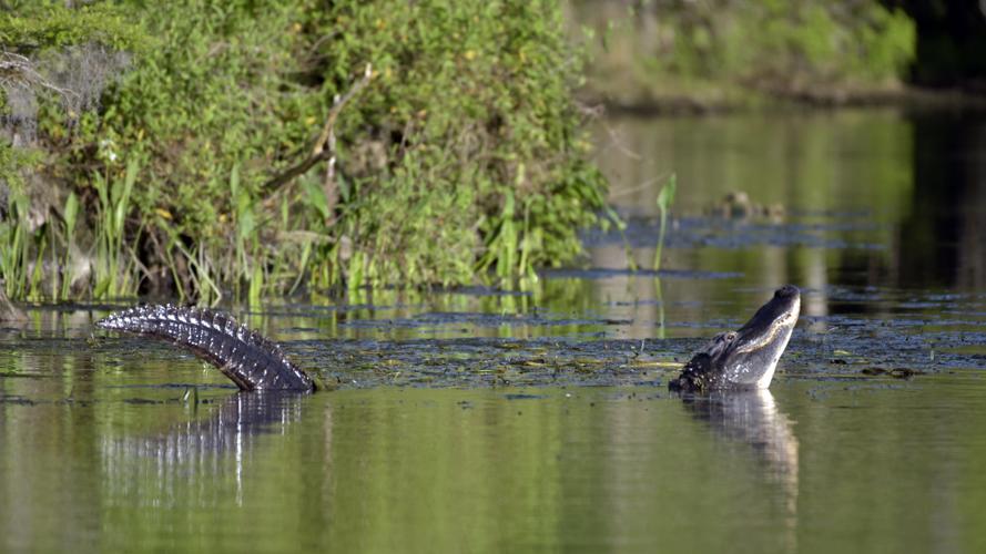 Tips to safely co-exist with alligators