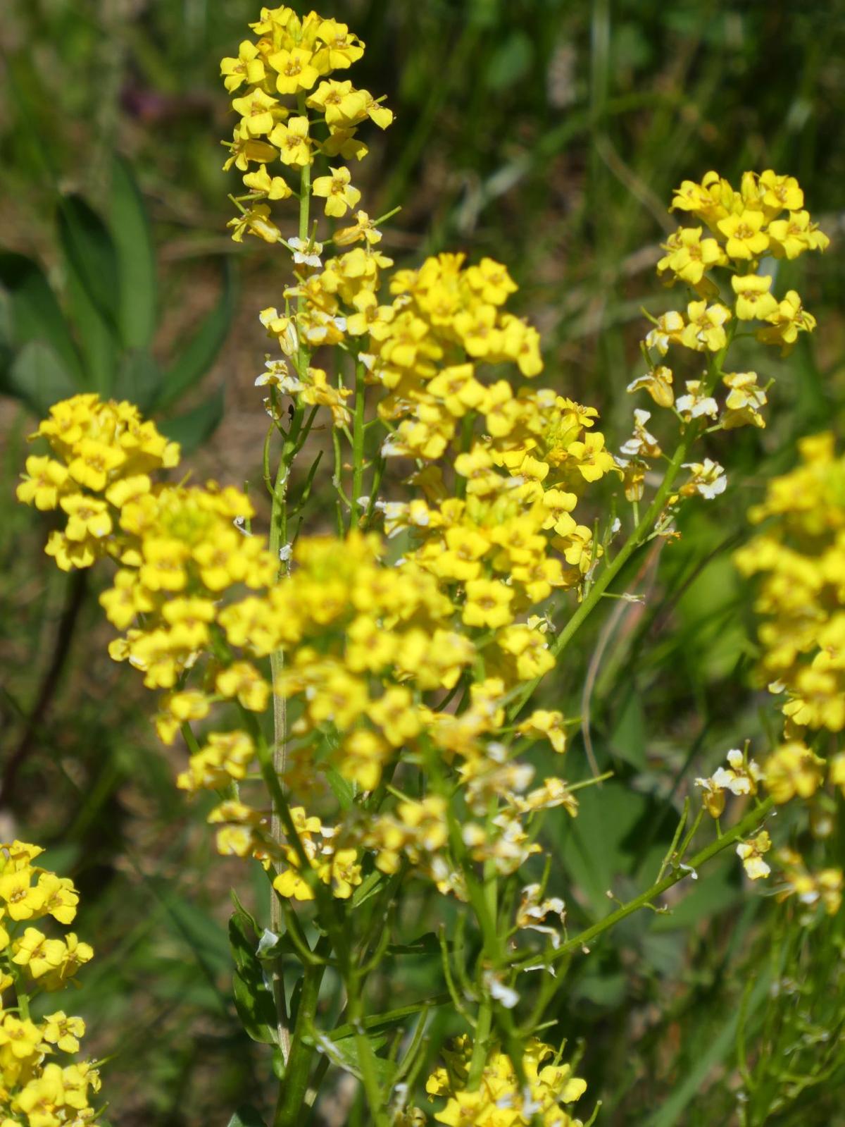 wild-mustard-pretty-and-delicious-real-estate-chronicleonline