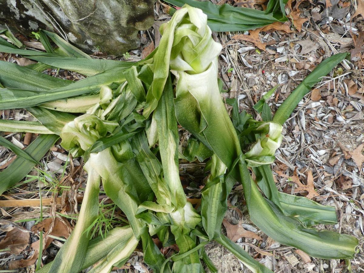 Pruning after freeze damage Real Estate