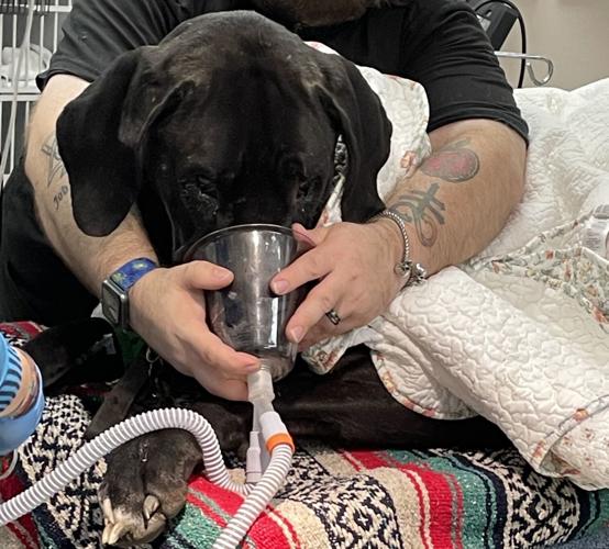 Multiple animals rescued from house fire | Local News | chronicleonline.com