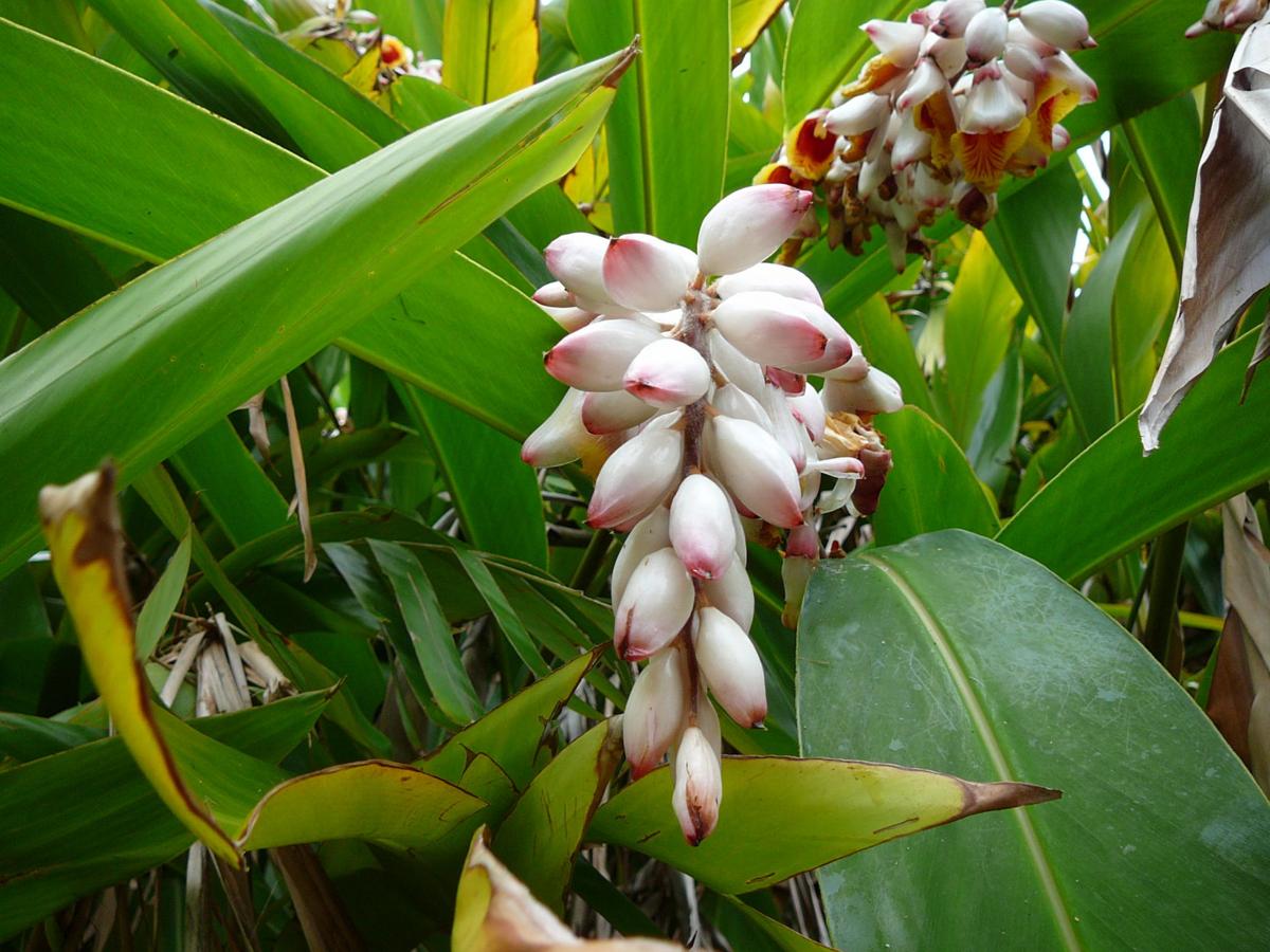Asian Variegated Shell Ginger Real Estate Chronicleonline Com