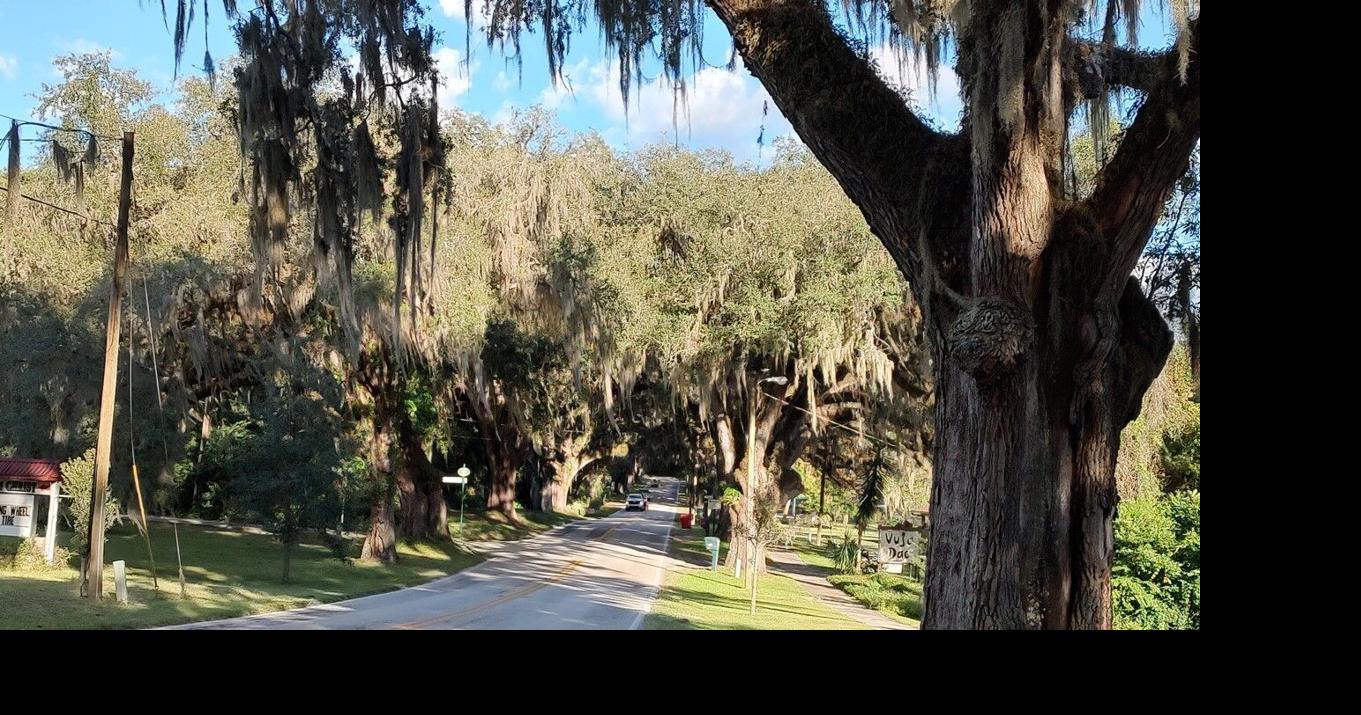 For those who have bought Spanish Moss. This is what it looks like in its  natural environment . My backyard, Savannah, GA USA : r/houseplants