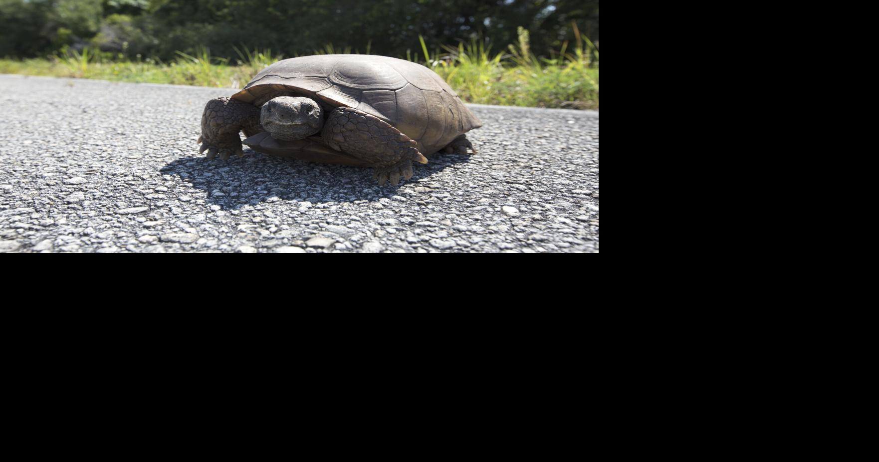 All hail our burrowing buddies: CC Parks and Rec celebrates with second ...