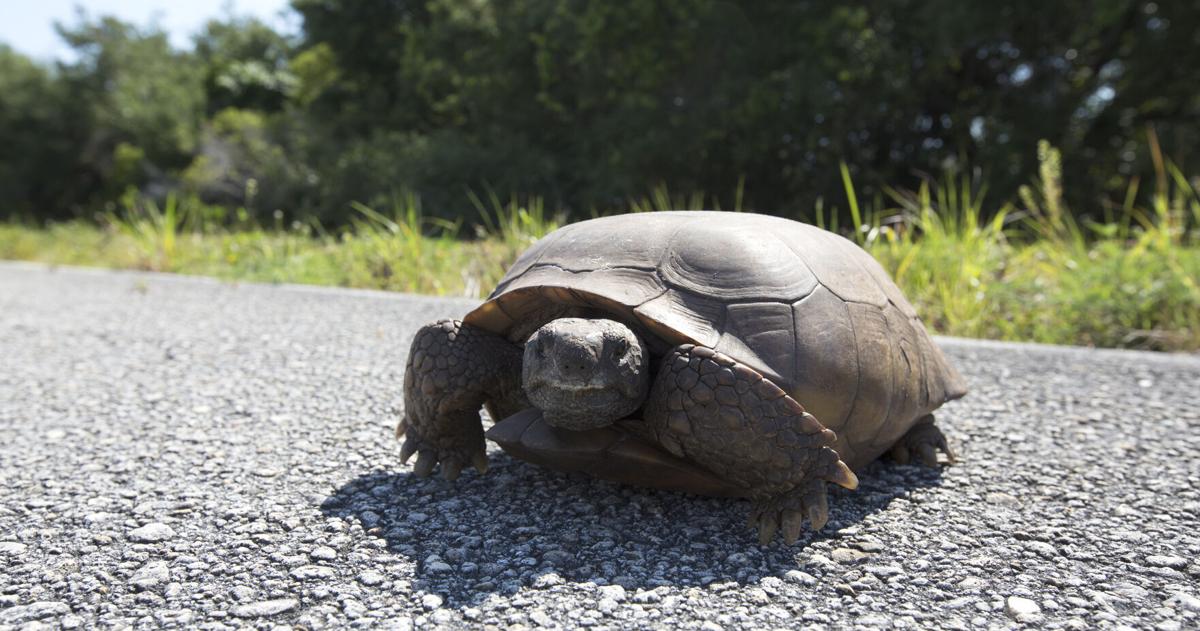 All hail our burrowing buddies: CC Parks and Rec celebrates with second ...