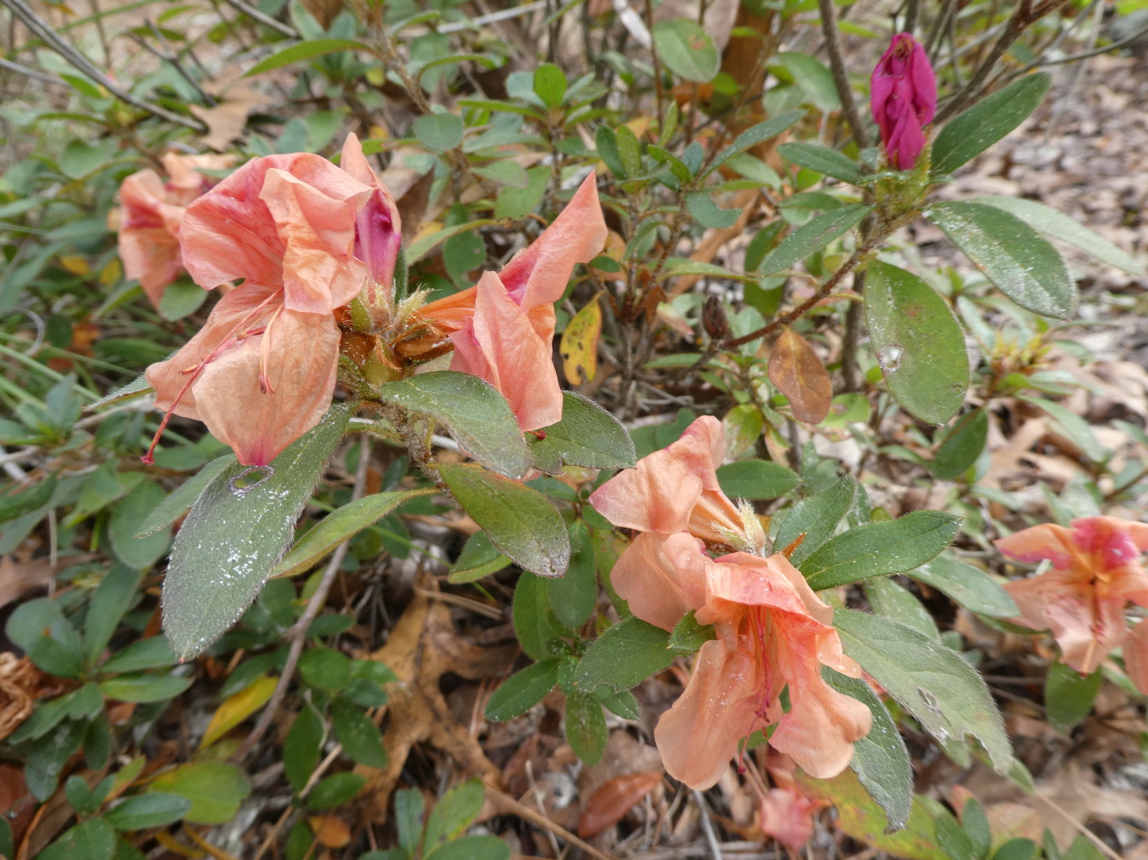 Pruning after freeze damage | Real Estate | chronicleonline.com