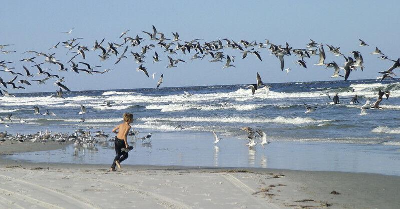 Help shorebirds and sea turtles when at the shore - Vimarsana News