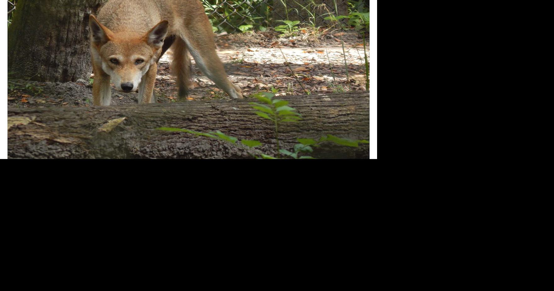 Red wolves focus at park | Local News | chronicleonline.com