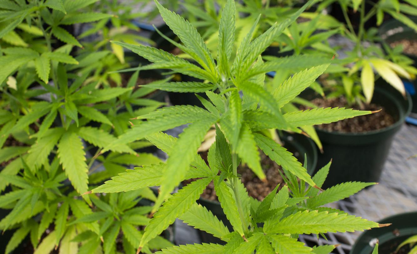 Medical marijuana dispensary coming to Crystal River Local News