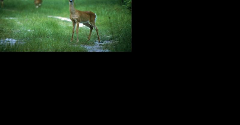 Florida to step up testing for deer disease - Vimarsana News