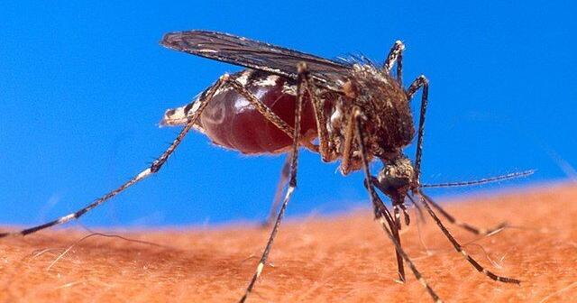 No malaria reported in Citrus County - Vimarsana News