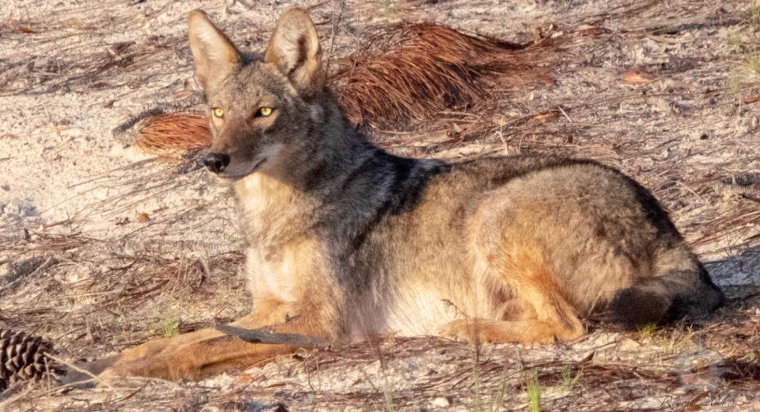 Coyotes in Florida Real Estate