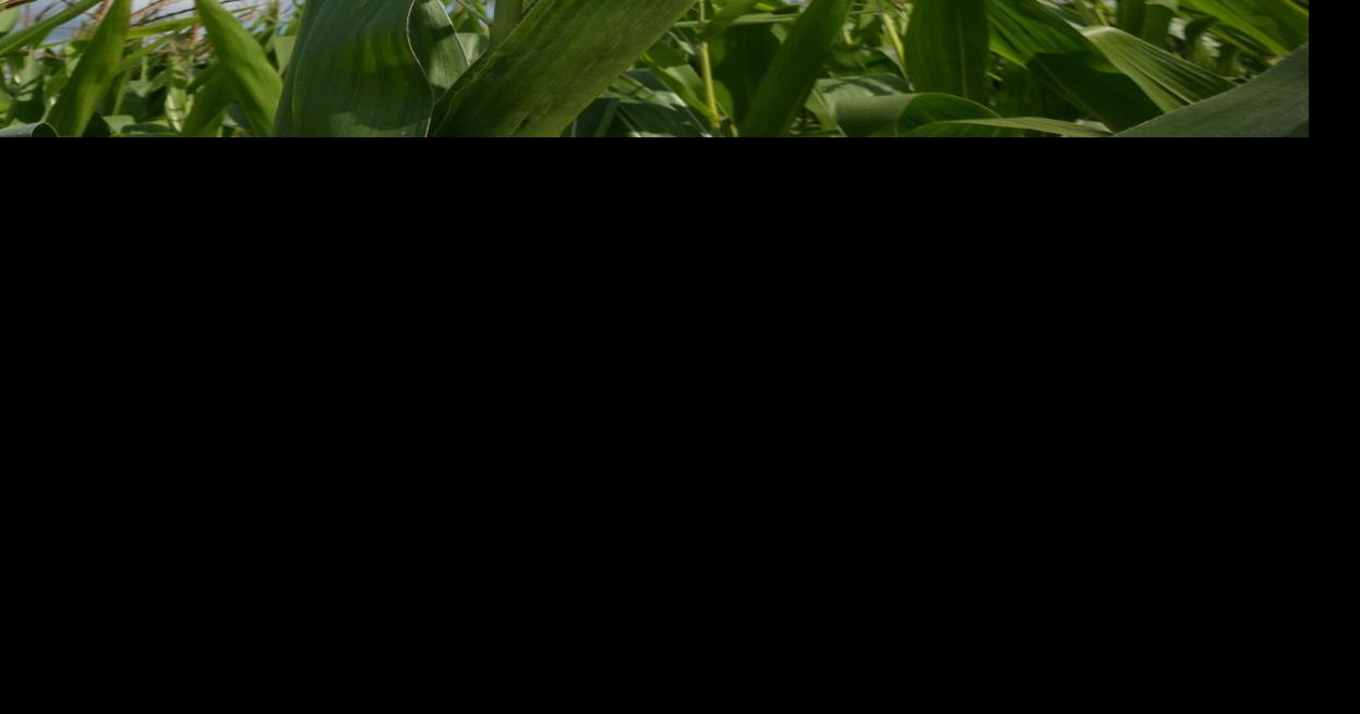 A brief history of corn Real Estate