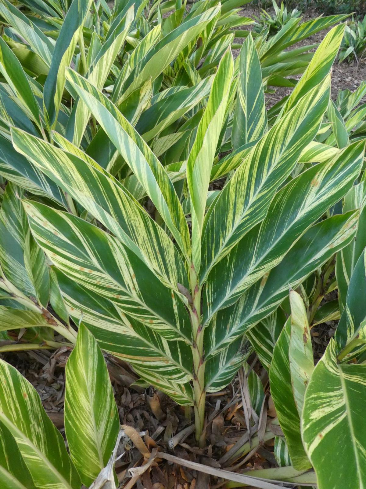 Asian Variegated Shell Ginger Real Estate Chronicleonline Com