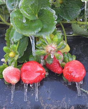 Brief freeze, dry month: Despite cold snap, records show near-normal month