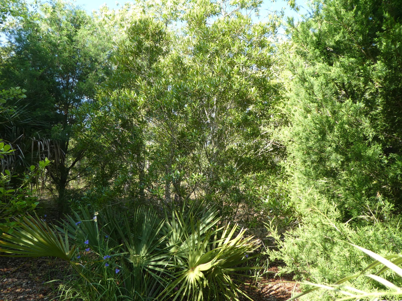 wax myrtle tree florida