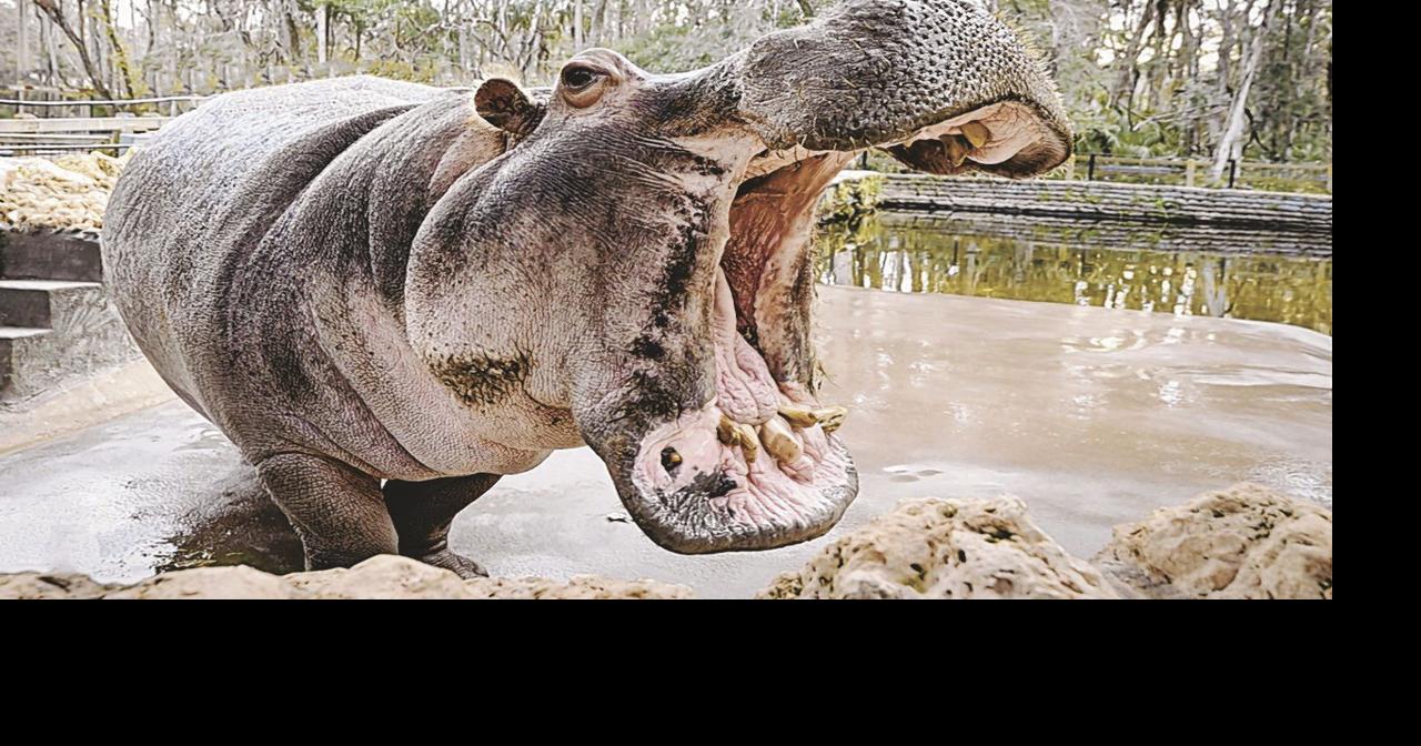 Lu The Hippo’S 64Th Birthday Celebration – YOUG