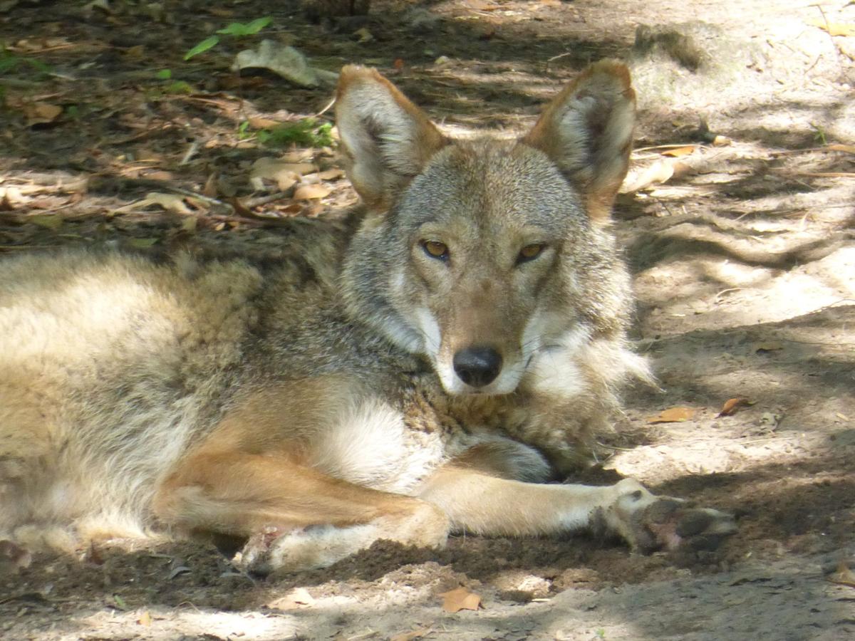 Coyotes in Florida Real Estate