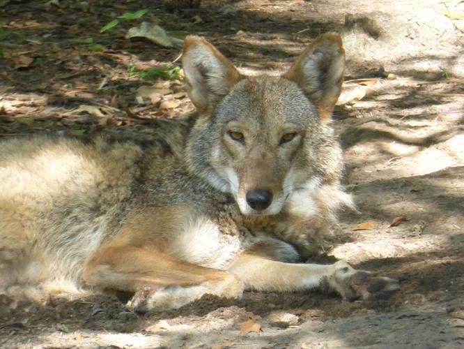 Coyotes in Florida, Real Estate