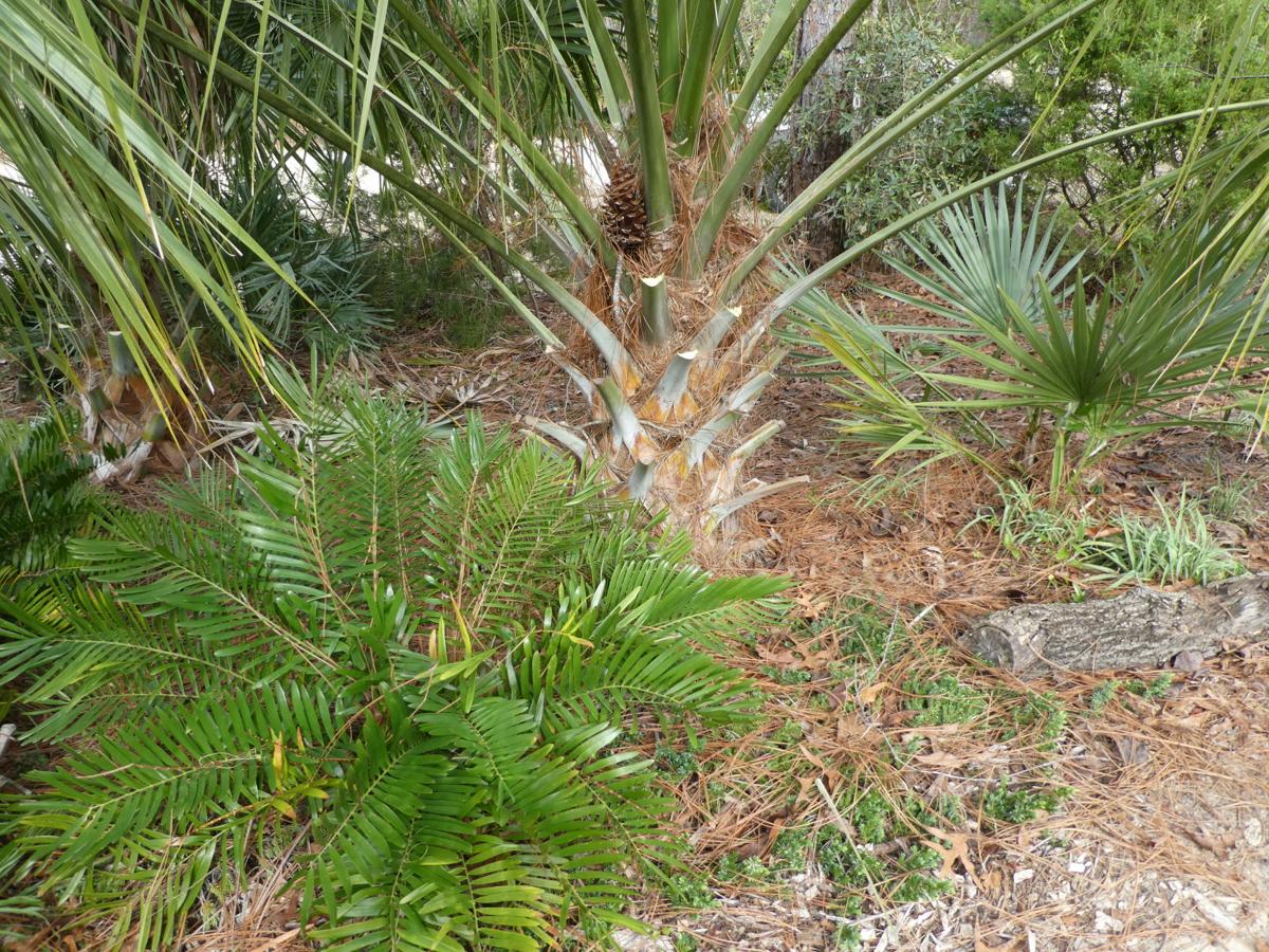 Tips for pruning palms Real Estate