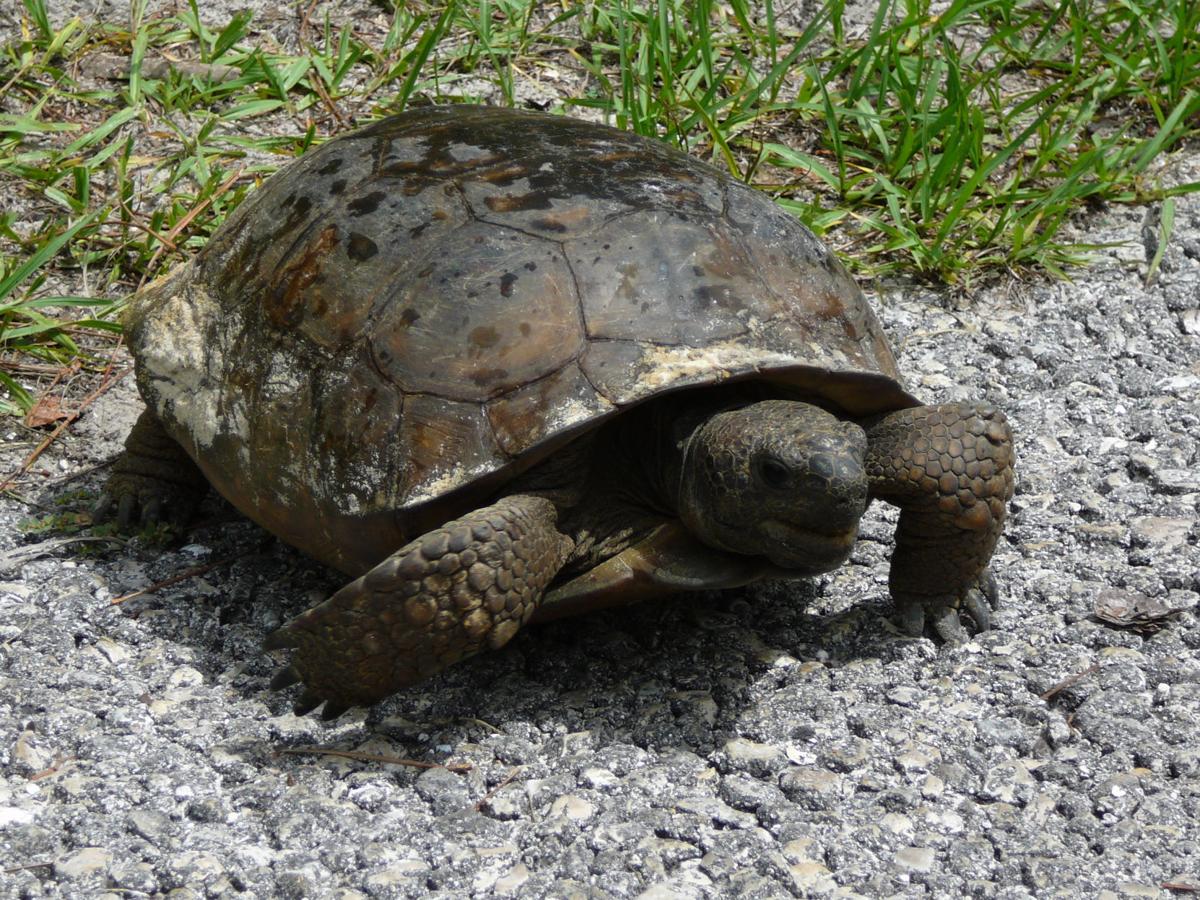 Gopher Tortoises In Florida Real Estate Chronicleonline Com