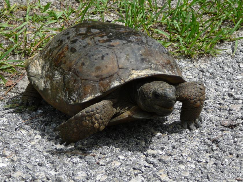 Gopher Tortoises In Florida Explore Citrus Chronicleonline Com