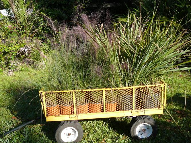 30 Pink Muhly Grass Seeds Perennial Muhlenbergia Capillaris -  Portugal