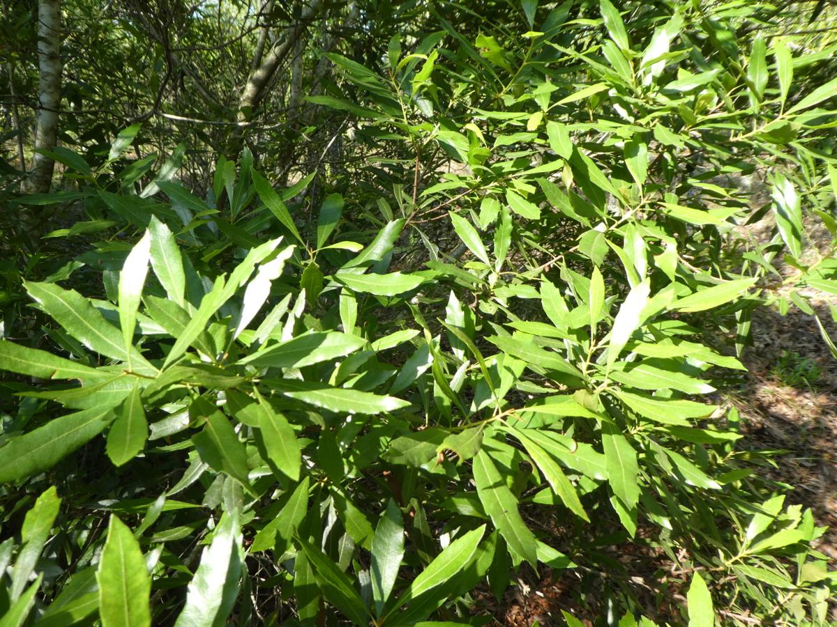 Wax Myrtle Is A Hardy Florida Native Real Estate