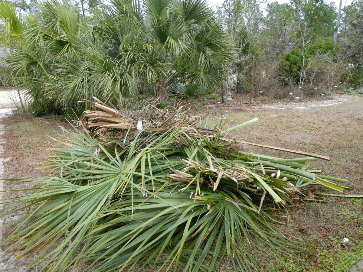 Tips for pruning palms Real Estate
