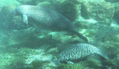 Manatees