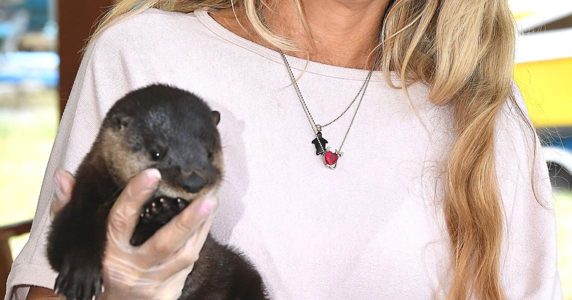 Nonprofit Spotlight: Missy’s Miracles Wildlife Rescue, keeping wild ...