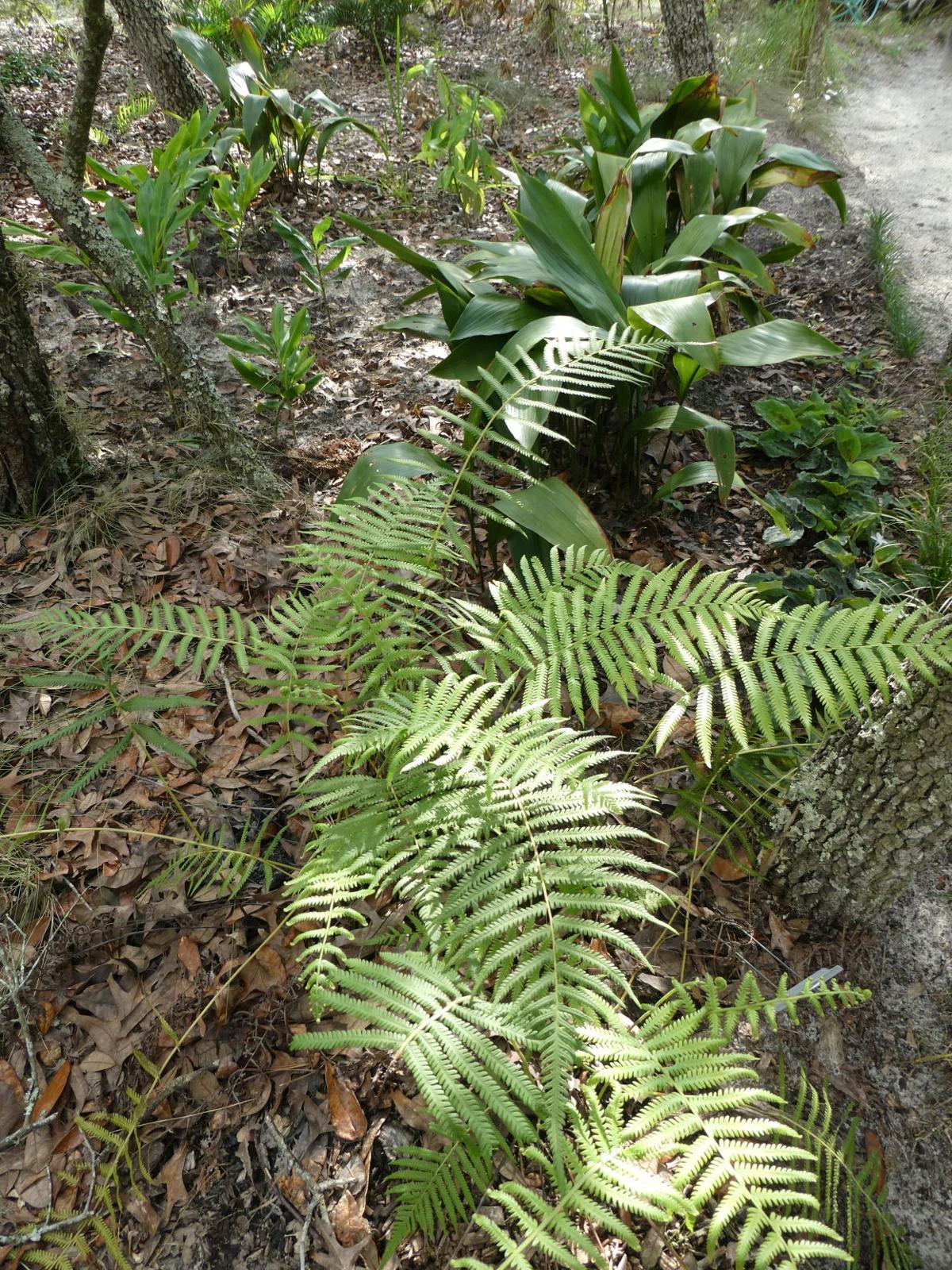Kunth S Maiden Fern Or Southern Wood Fern Real Estate Chronicleonline Com