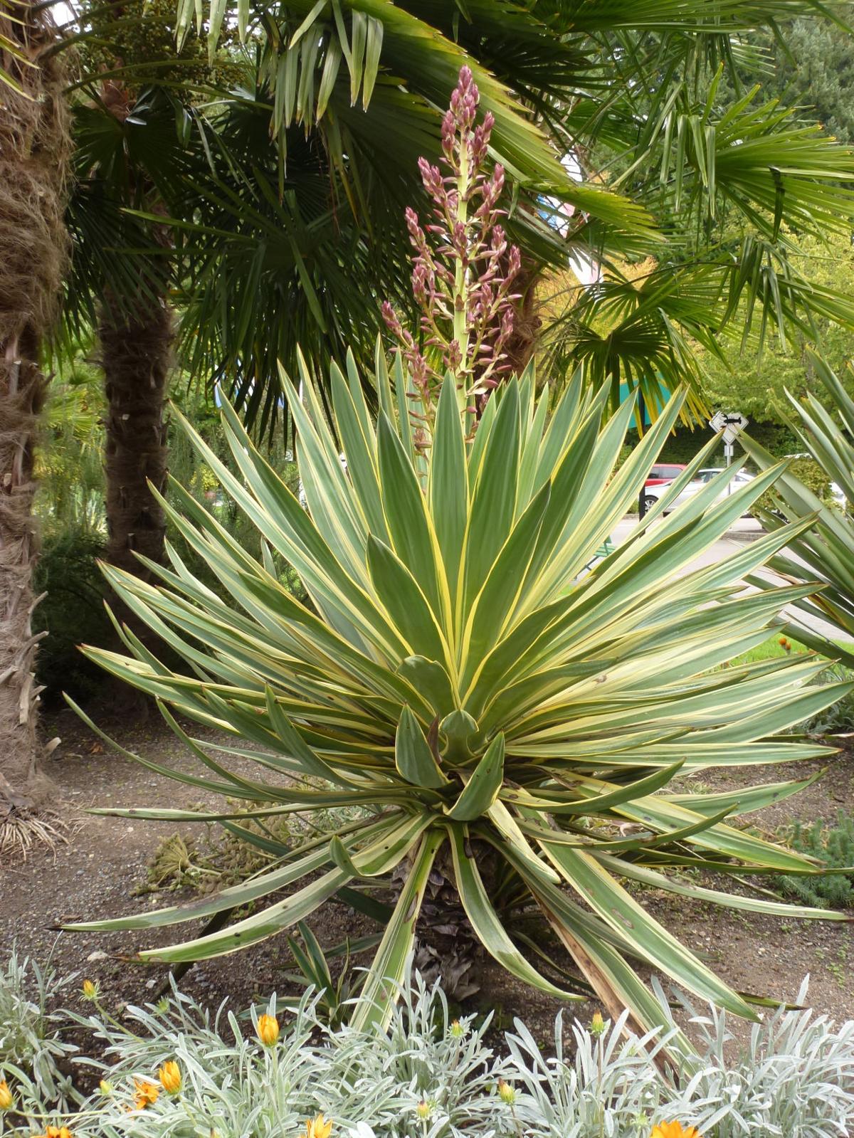 Tough Agaves Are Florida Favorites Real Estate