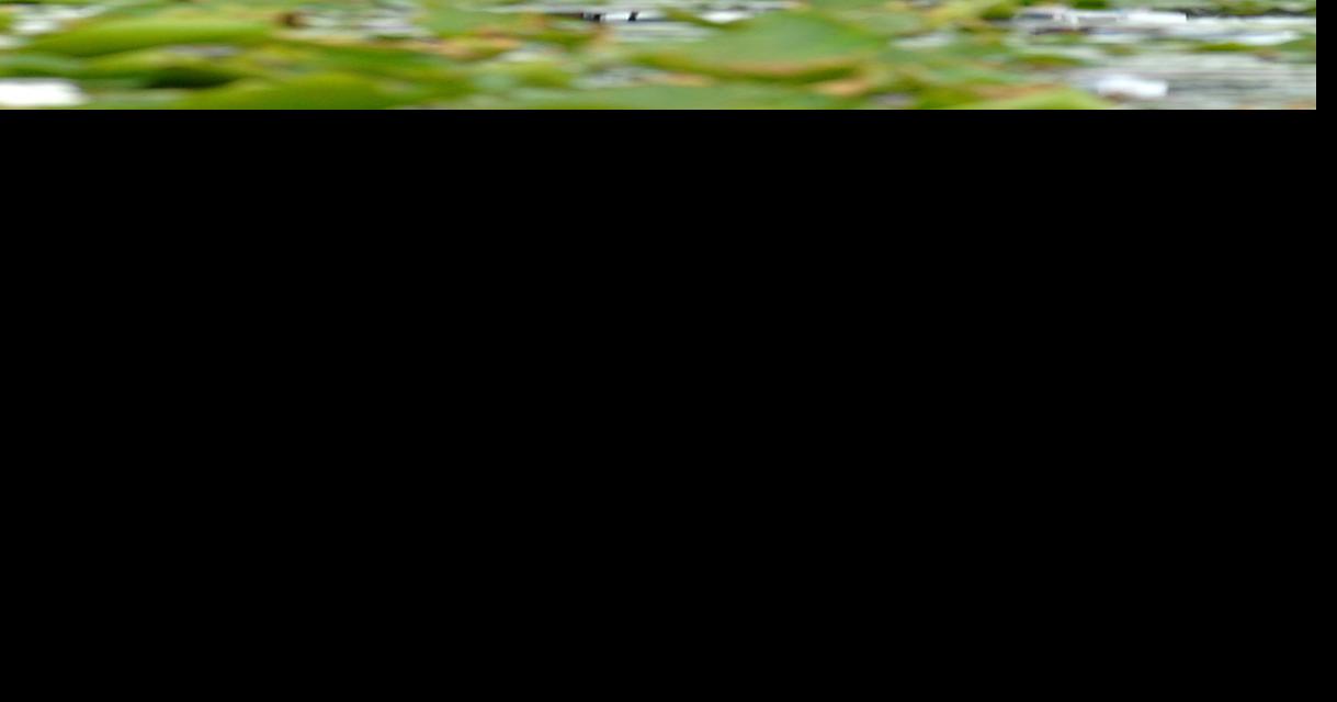 FWC to spray 200 acres of invasive plants in Lake Rousseau | Local News ...