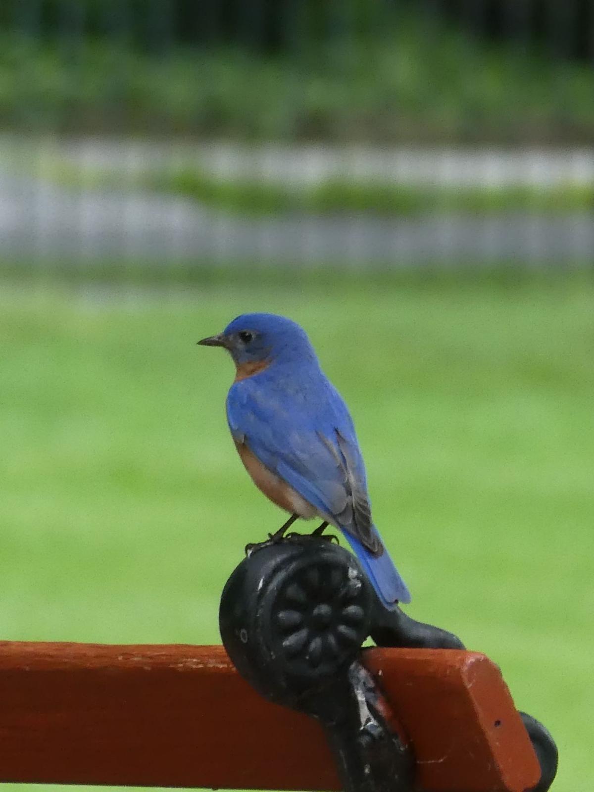 Eastern Bluebirds And Thrush Species In Florida Real Estate Chronicleonline Com