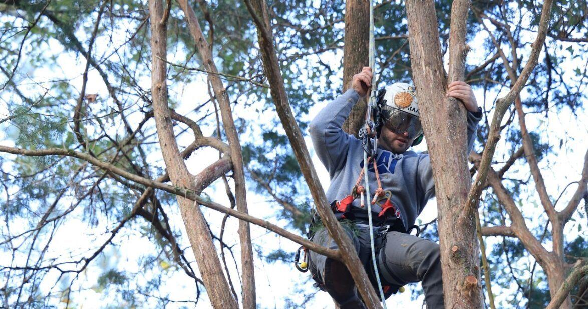 Miller’s Tree Service hosts annual tree climbing competition. Showcases ...