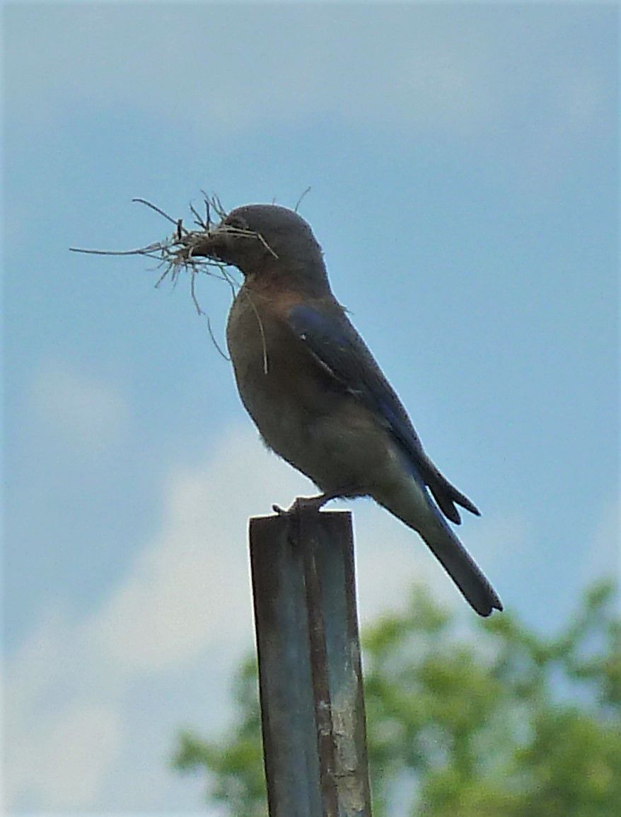Eastern Bluebirds and thrush species in Florida | Real Estate
